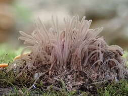 Image of Stemonitis flavogenita