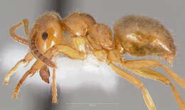 Image de Lasius umbratus (Nylander 1846)