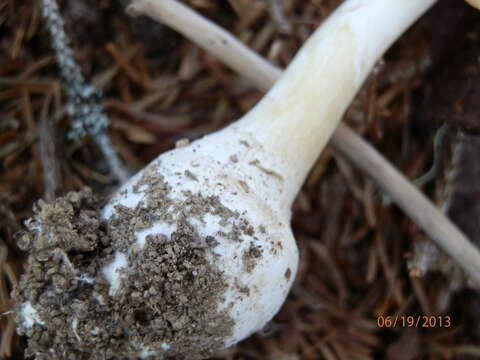 Image of Amanita russuloides (Peck) Sacc. 1887