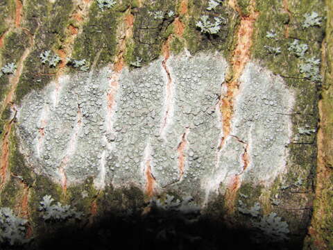 Image of rim lichen