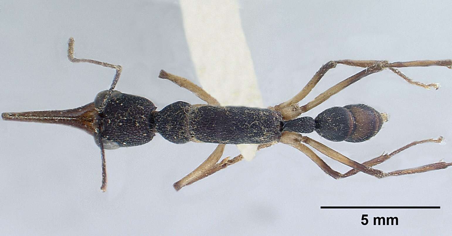 Image of Harpegnathos venator (Smith 1858)