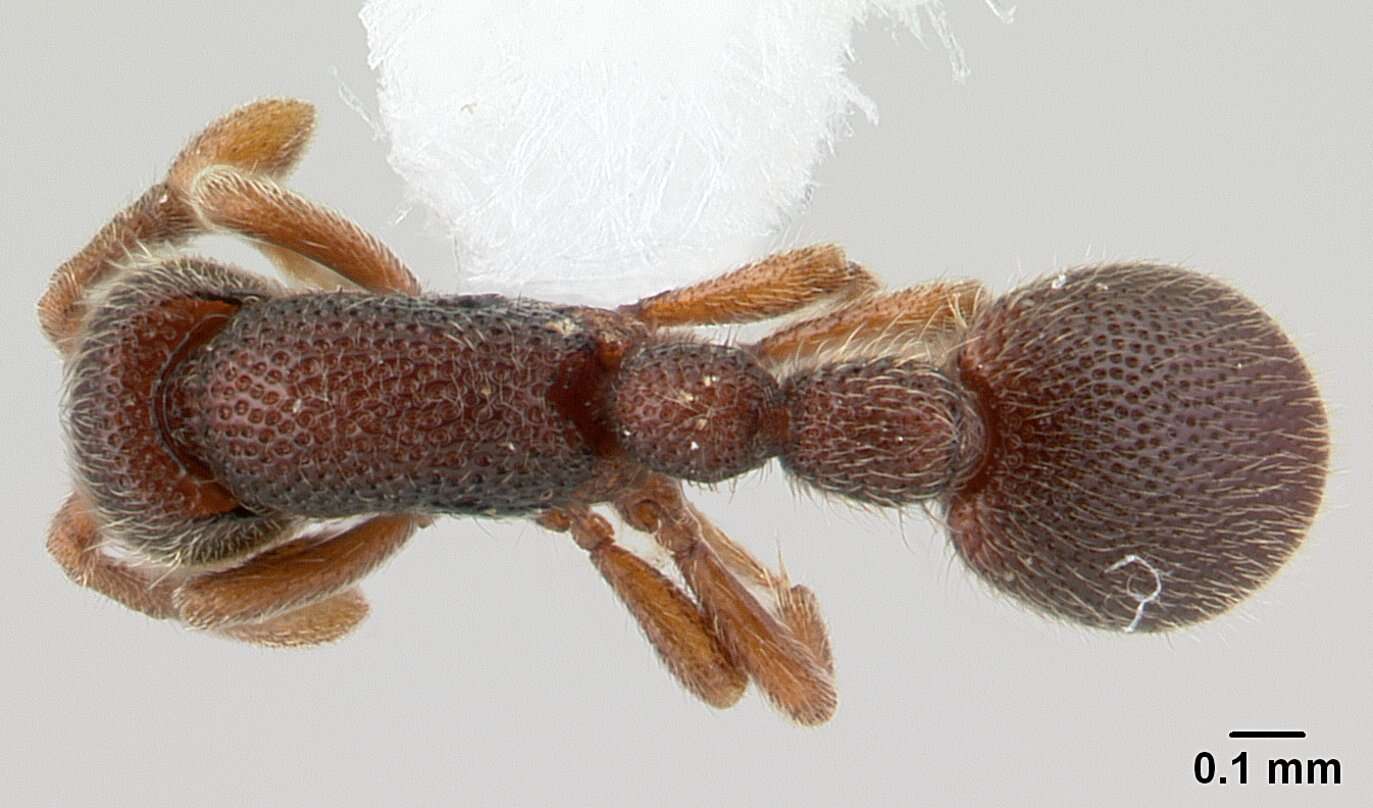 Image of Cerapachys fragosus (Roger 1862)