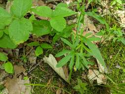 Image of Northern Coastal Violet