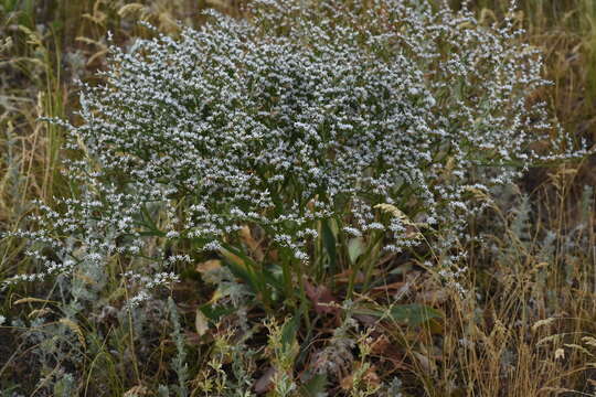 Image of Goniolimon tataricum (L.) Boiss.