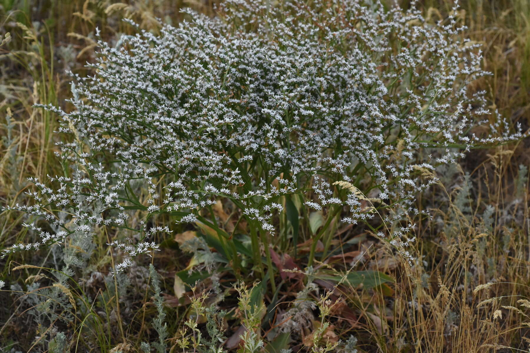 Image de Goniolimon tataricum (L.) Boiss.