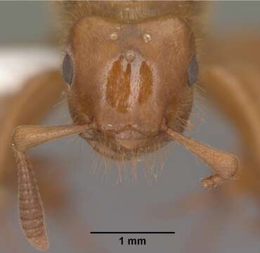 Image de Lasius latipes