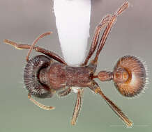 Image of Rough Harvester Ant