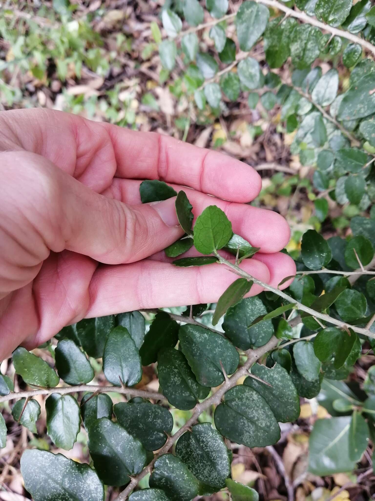 Image of Common sour-berry