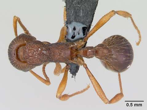 Imagem de Myrmica ruginodis Nylander 1846