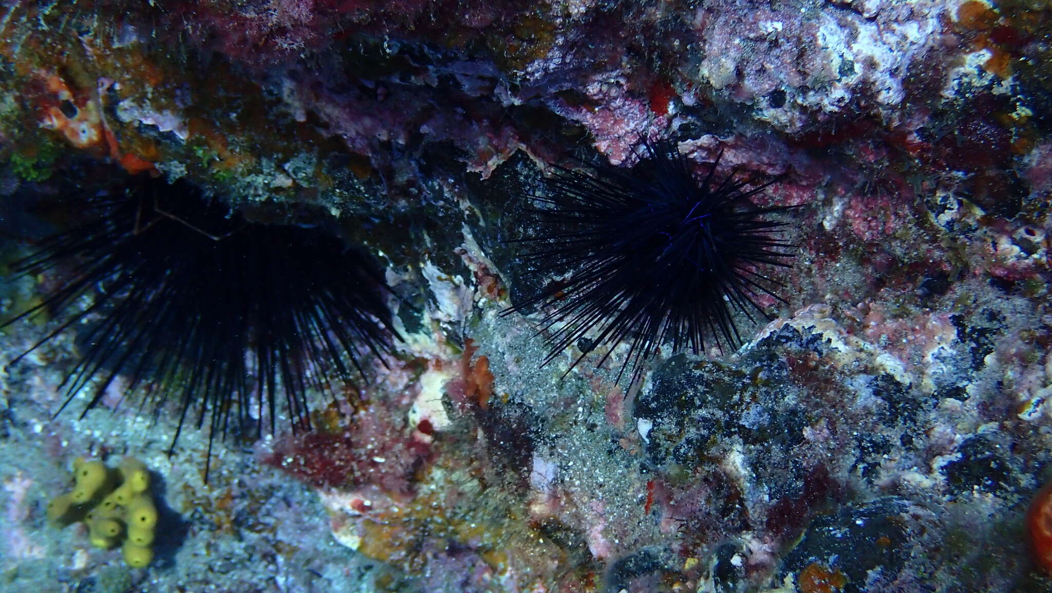 Image of Diadema africanum Rodríguez, Hernández, Clemente & Coppard 2013