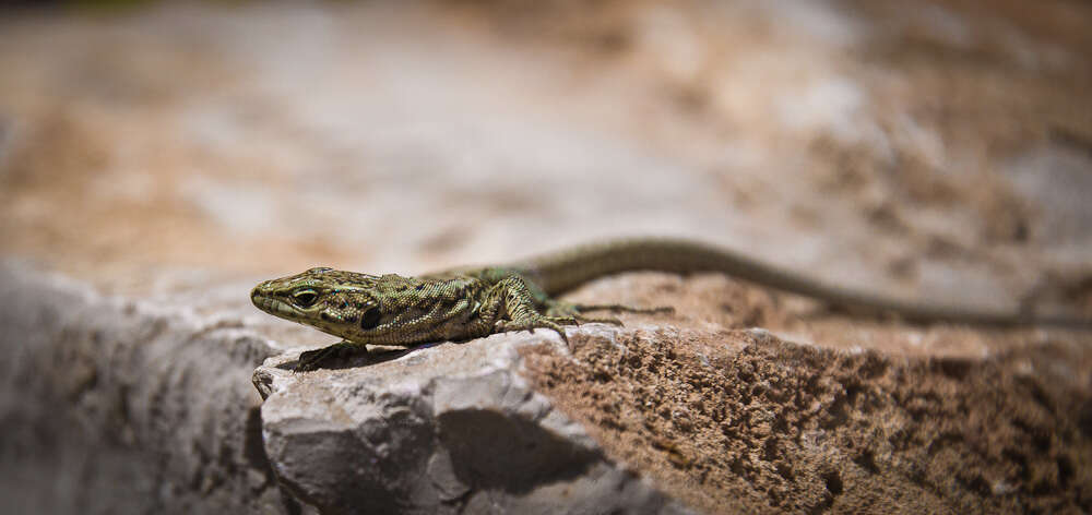 Image of Columbretes Wall Lizard