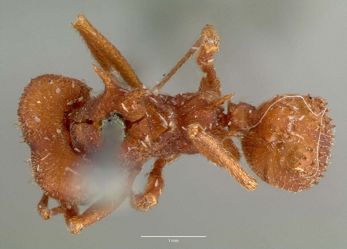 Image of Acromyrmex versicolor (Pergande 1894)