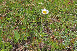 Image of largeflower fleabane