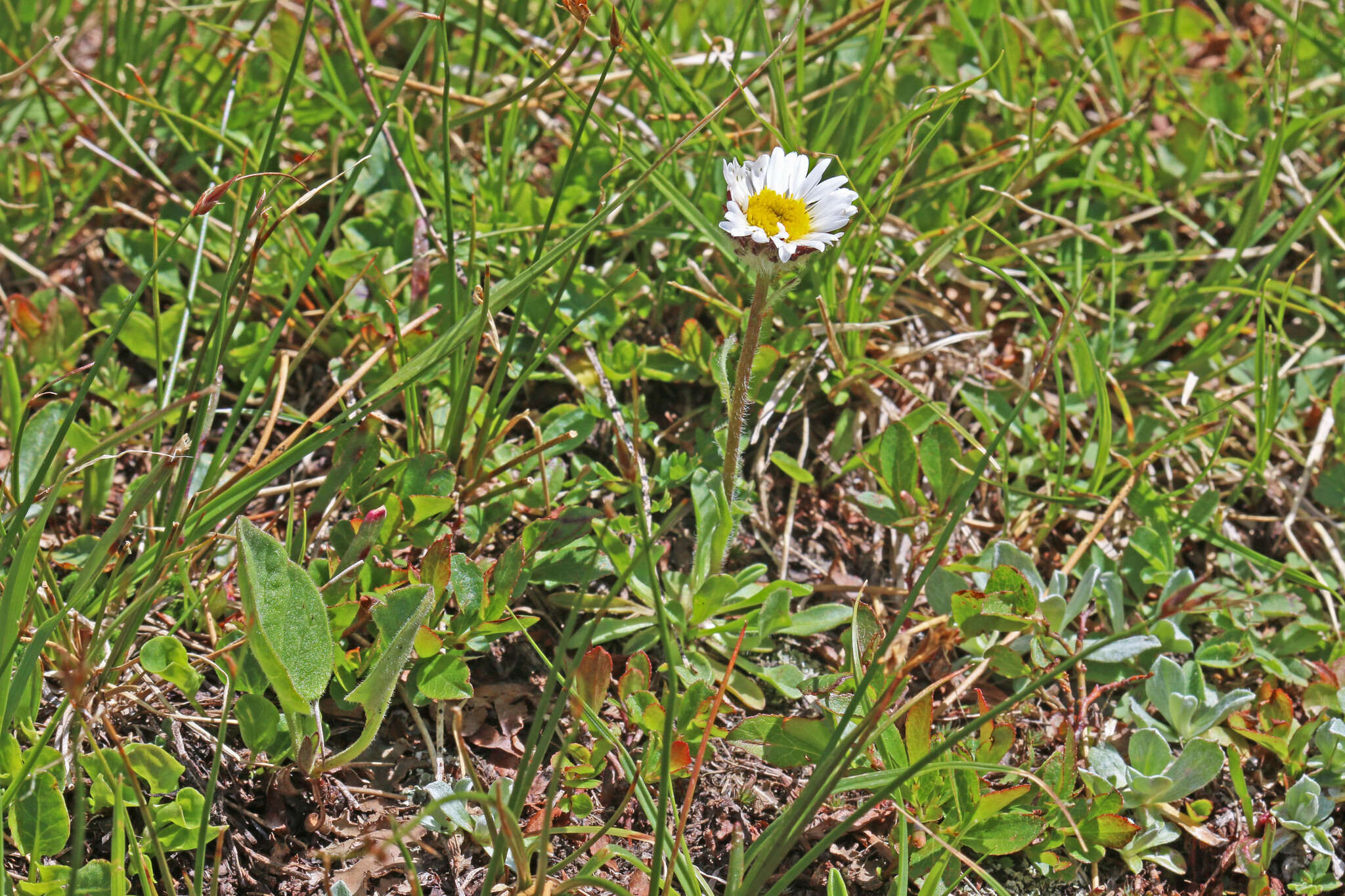 Image of largeflower fleabane