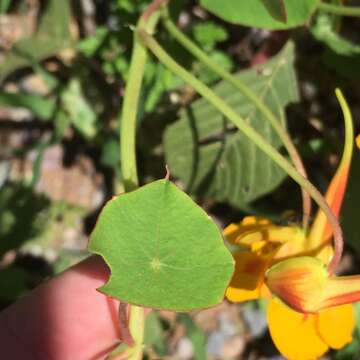 Image of dwarf nasturtium