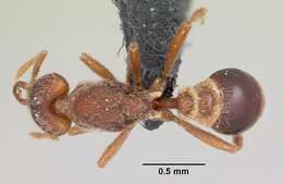 Image of Ant