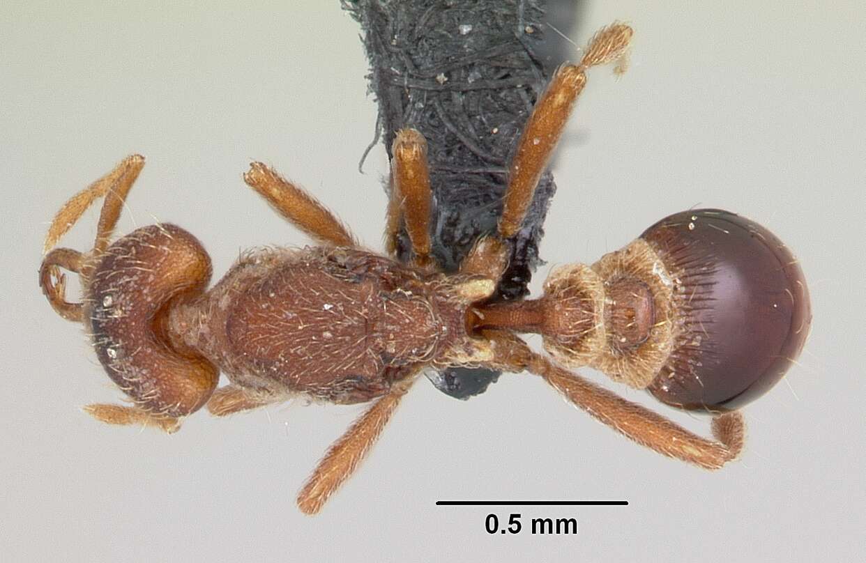 Image of Ant