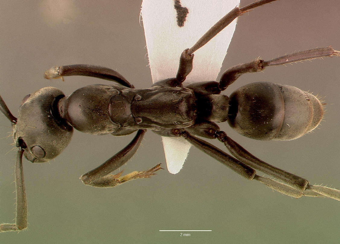 Image of Matabele ant