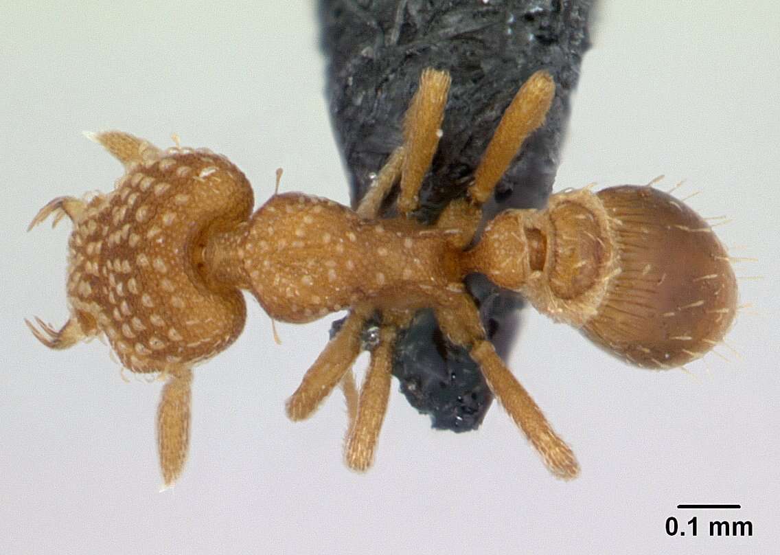 Image of Strumigenys emmae