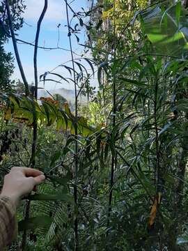 Image of Dypsis scandens J. Dransf.