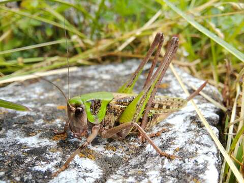 Image of Wart-biter cricket