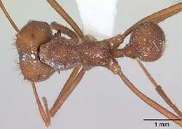 Image of Ant