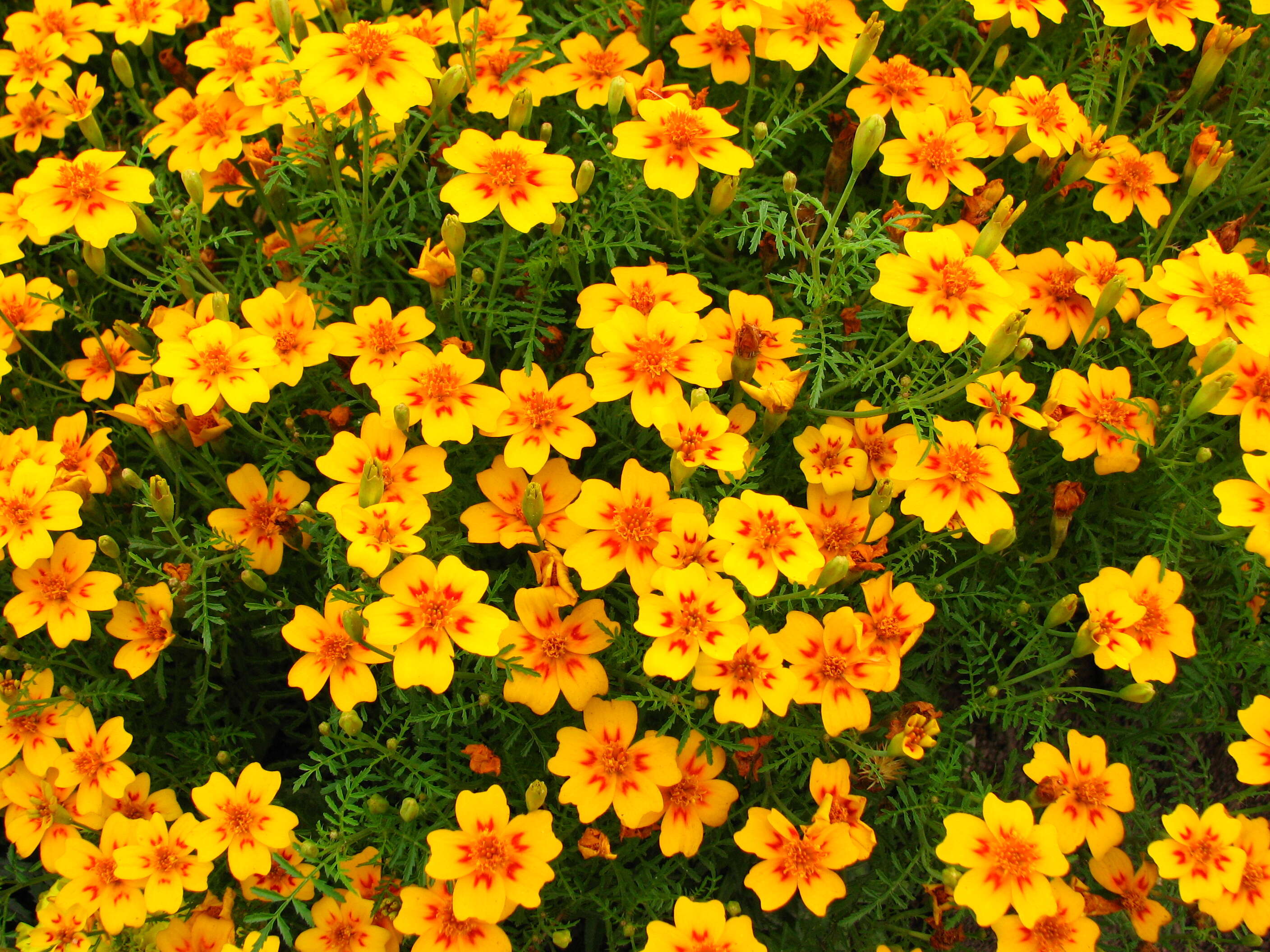 Tagetes tenuifolia Cav. resmi