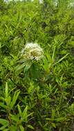 صورة Rhododendron diversipilosum (Nakai) H. Harmaja