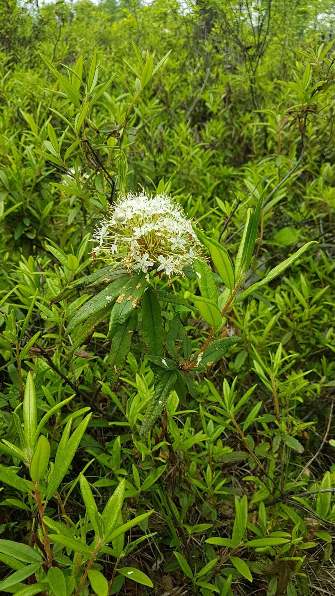 Imagem de Rhododendron diversipilosum (Nakai) H. Harmaja