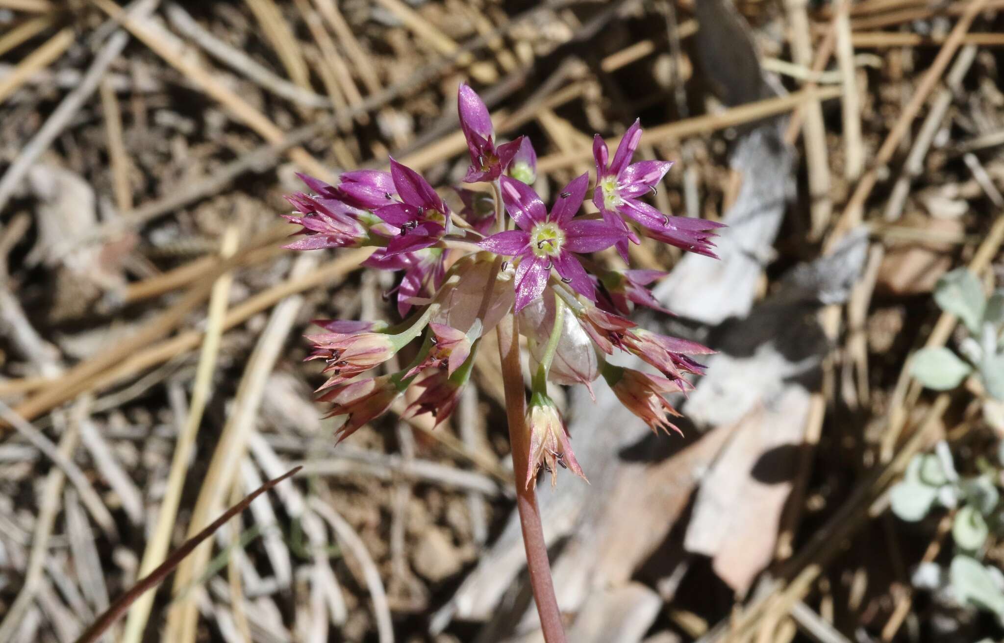 Image of dusky onion