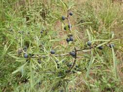 Image of Rhamnus erythroxyloides Hoffmanns.