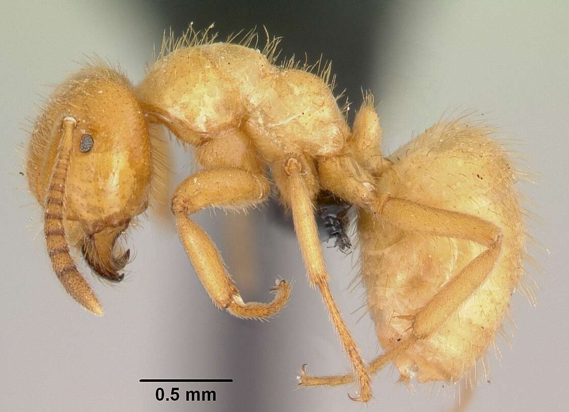 Imagem de Lasius latipes