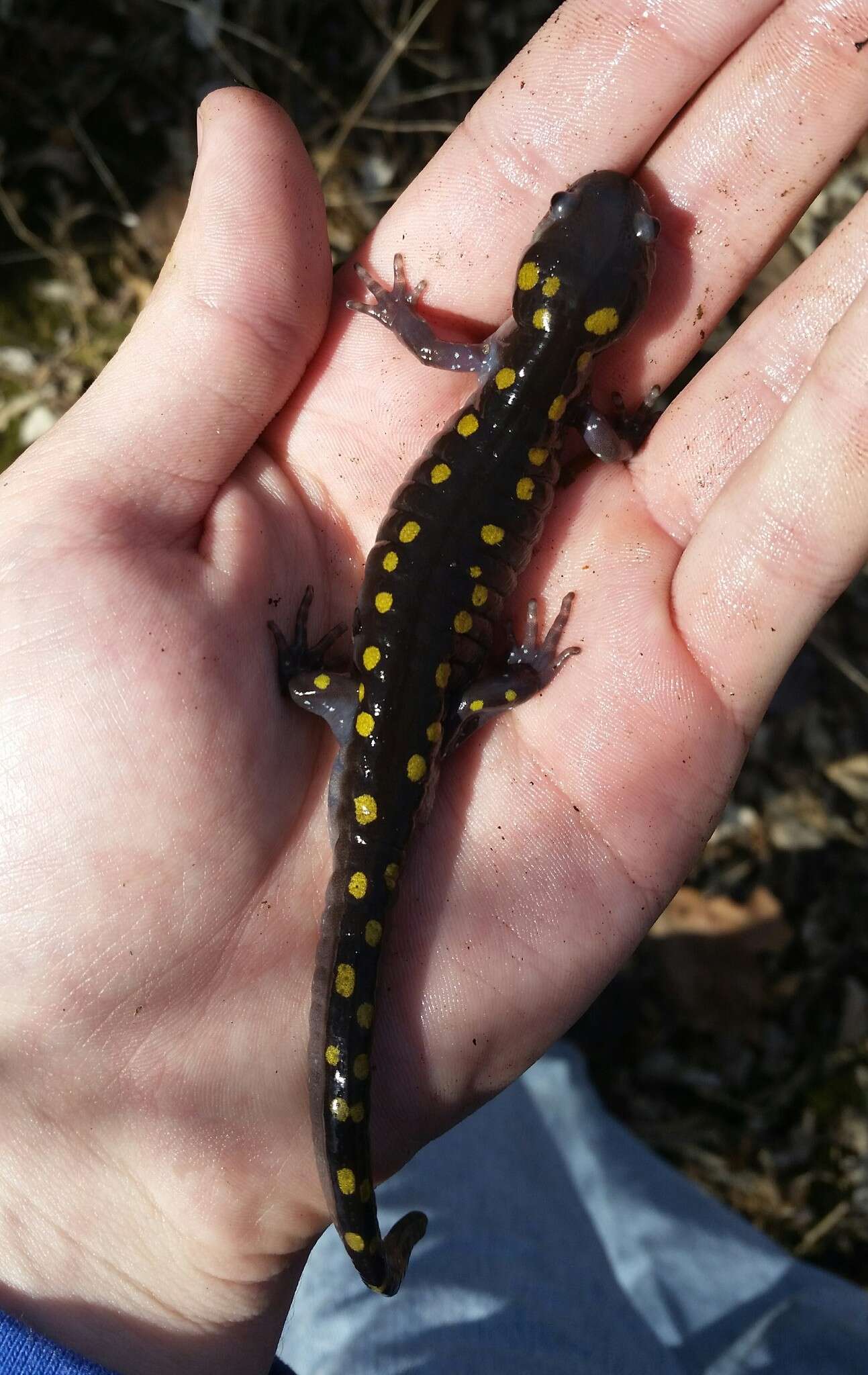 Image of Spotted Salamander