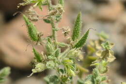 Image of Cleome austroarabica D. F. Chamberlain & J. Lamond