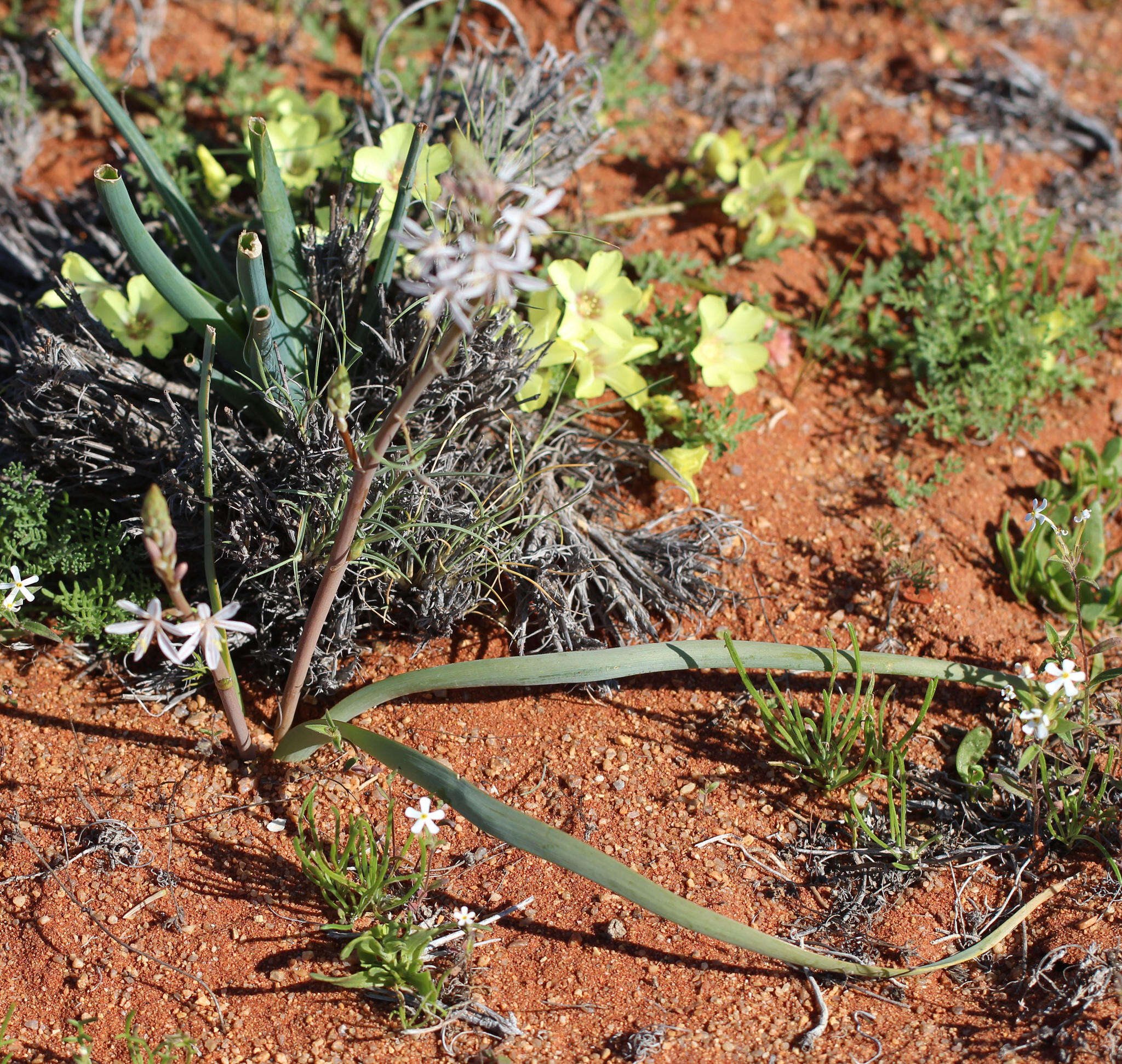 Image of Trachyandra paniculata Oberm.