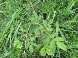 Image of Rosa marginata Wallr.