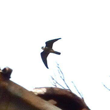 Image of Eurasian Hobby