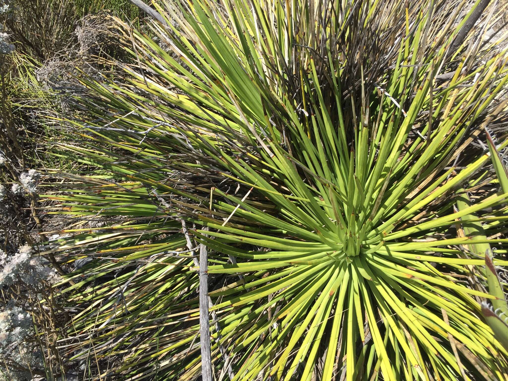 Agave striata Zucc. resmi