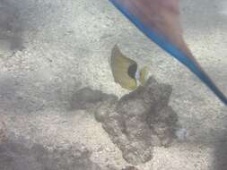 Image of Blue-lined Butterfly