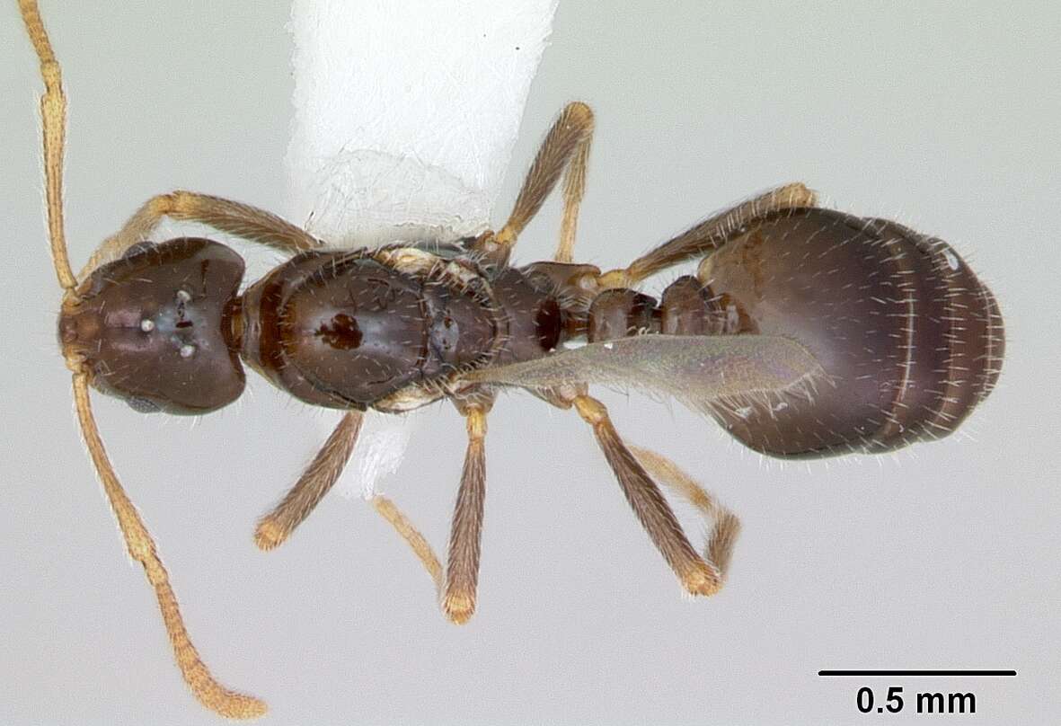 Image of Monomorium talbotae Du Bois 1981