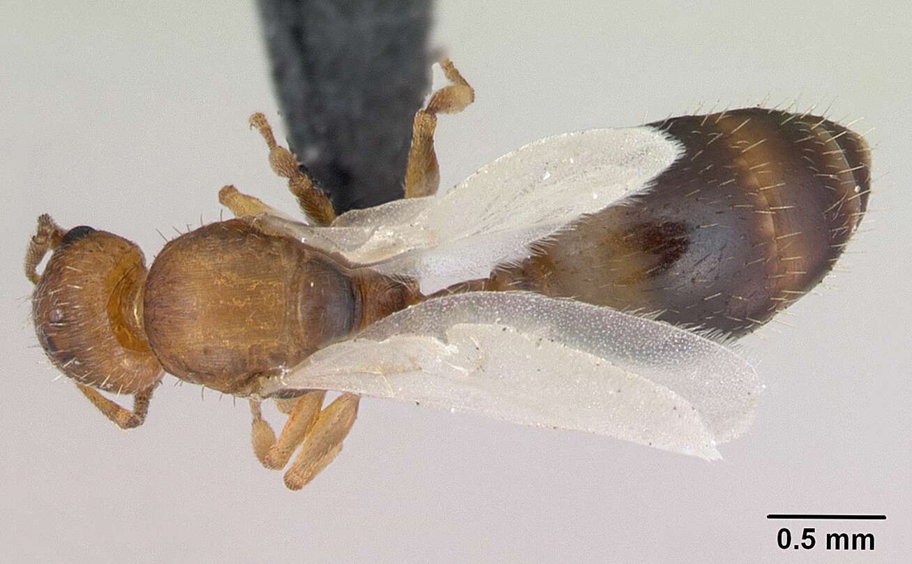 Image of Temnothorax nylanderi