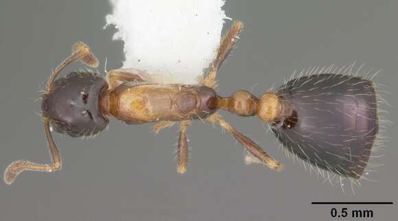 Monomorium floricola (Jerdon 1851) resmi