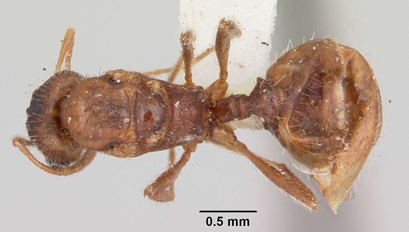 Image of Ant