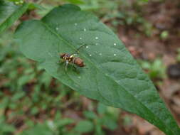 Image of Bactrocera invadens Drew, Tsuruta & White 2005