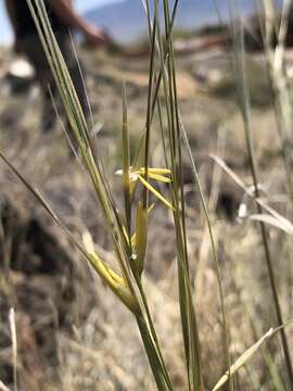 Image of New Mexico feathergrass