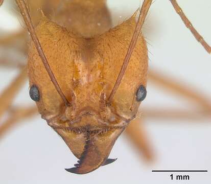 Image of Leaf-cutter ant