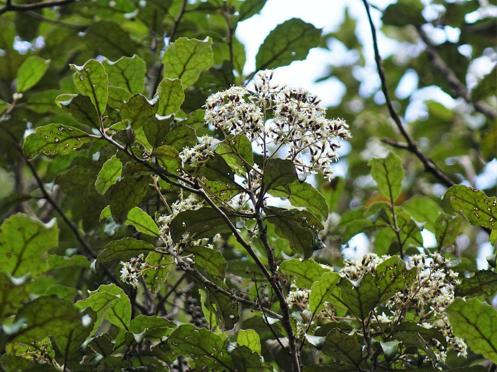 Image of <i>Olearia <i>rani</i></i> var. rani