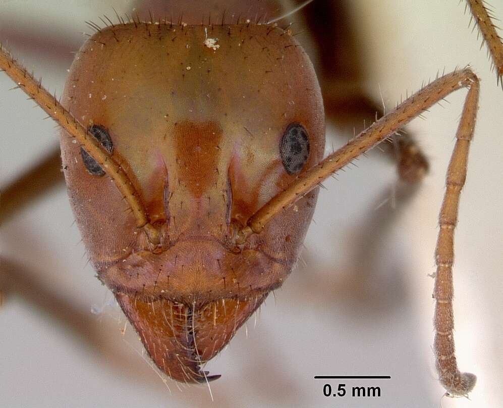 Image of Iridomyrmex galbanus Shattuck 1993