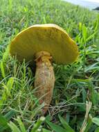 Imagem de Boletus luridellus (Murrill) Murrill 1938