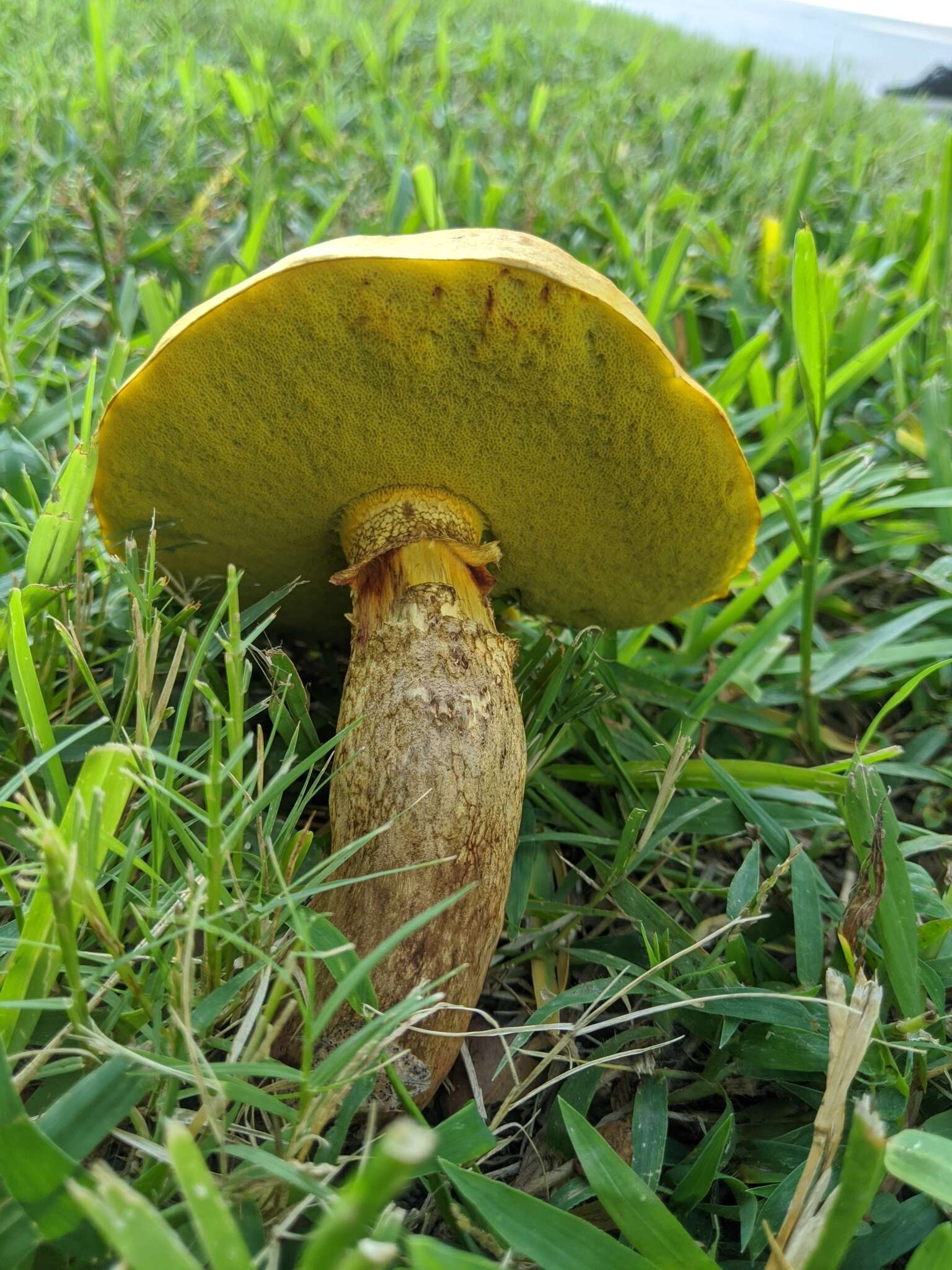 Imagem de Boletus luridellus (Murrill) Murrill 1938